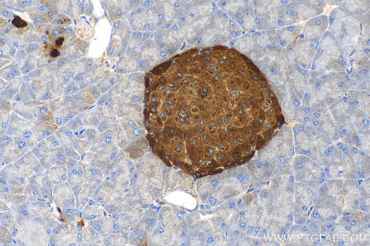 Immunohistochemistry (IHC) staining of mouse pancreas tissue using Chromogranin A Polyclonal antibody (23342-1-AP)