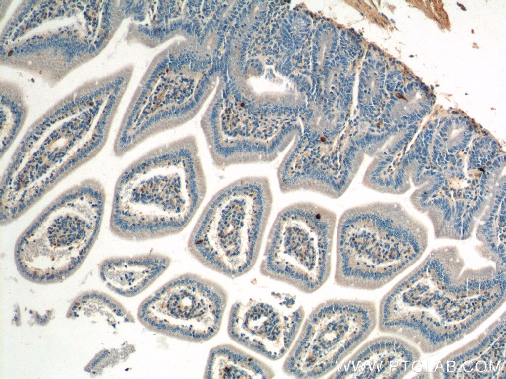 Immunohistochemistry (IHC) staining of mouse colon tissue using Chromogranin A Polyclonal antibody (23342-1-AP)