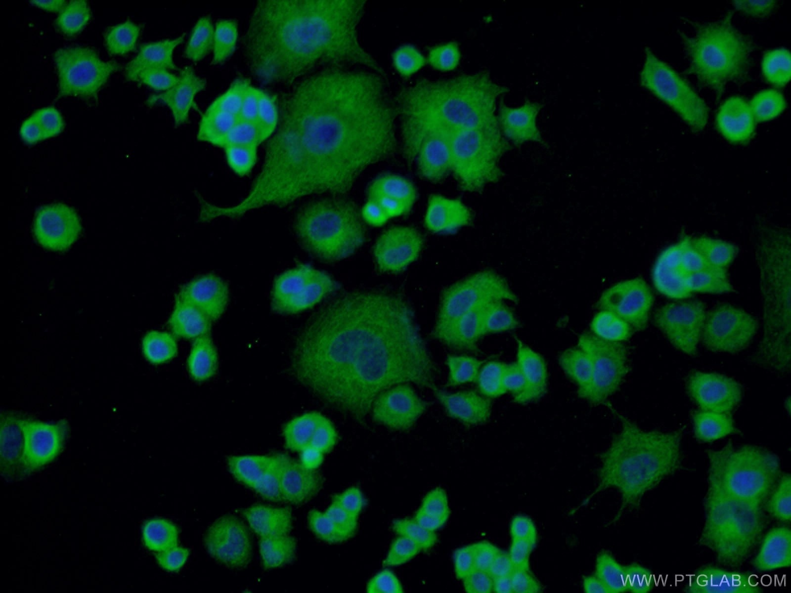 Immunofluorescence (IF) / fluorescent staining of PC-12 cells using Chromogranin A Monoclonal antibody (60135-1-Ig)