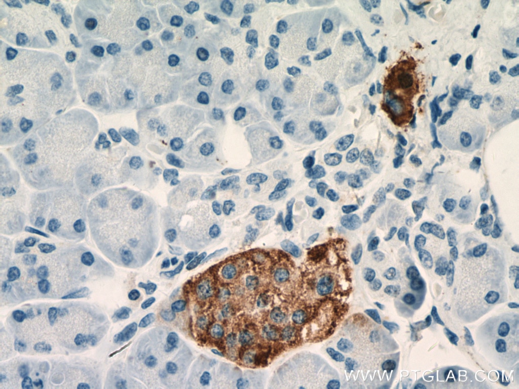 Immunohistochemistry (IHC) staining of human pancreas tissue using Chromogranin A Monoclonal antibody (60135-1-Ig)