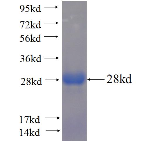 CHGA fusion protein Ag23142 SDS-PAGE