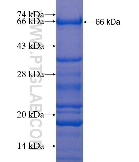 CHGA fusion protein Ag19780 SDS-PAGE