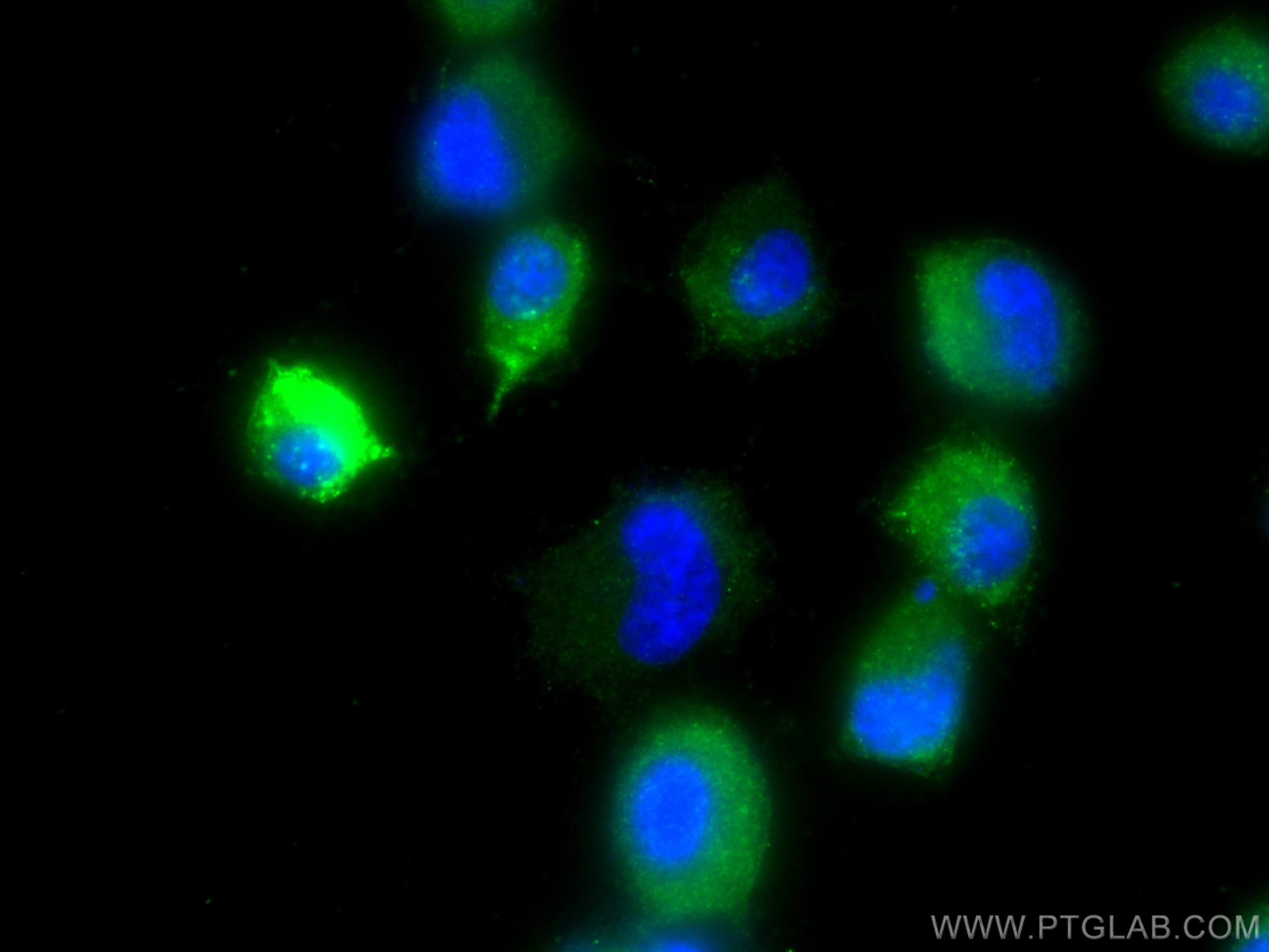 Immunofluorescence (IF) / fluorescent staining of PC-12 cells using Chromogranin B Polyclonal antibody (14968-1-AP)