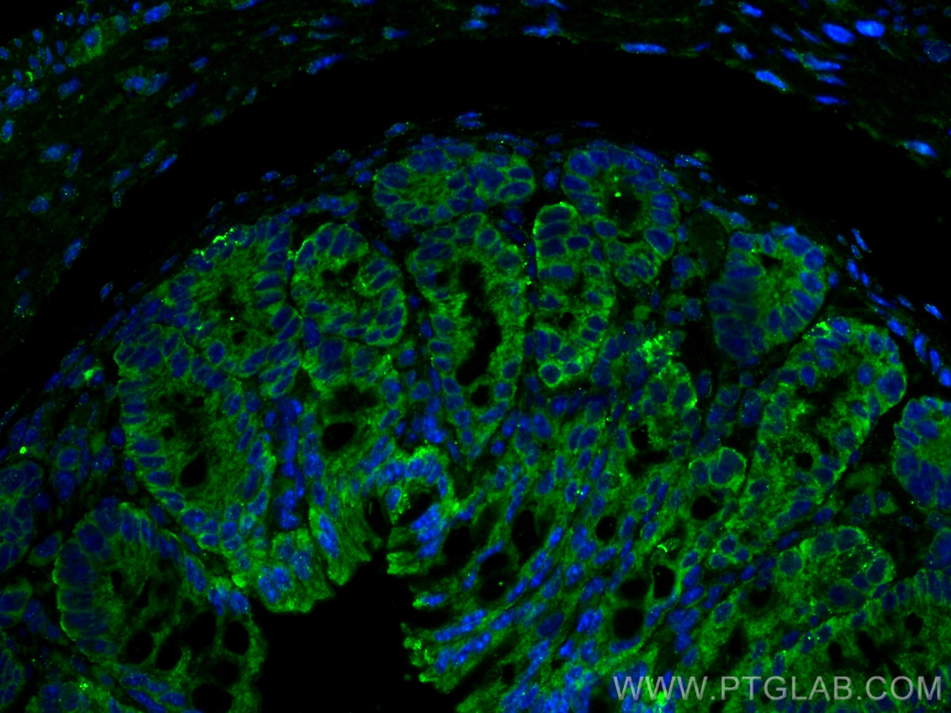 Immunofluorescence (IF) / fluorescent staining of mouse colon tissue using Chromogranin B Polyclonal antibody (14968-1-AP)