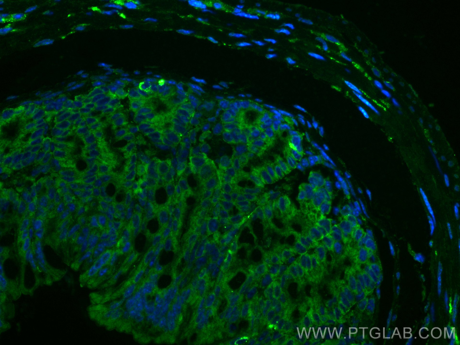 Immunofluorescence (IF) / fluorescent staining of mouse colon tissue using Chromogranin B Polyclonal antibody (14968-1-AP)