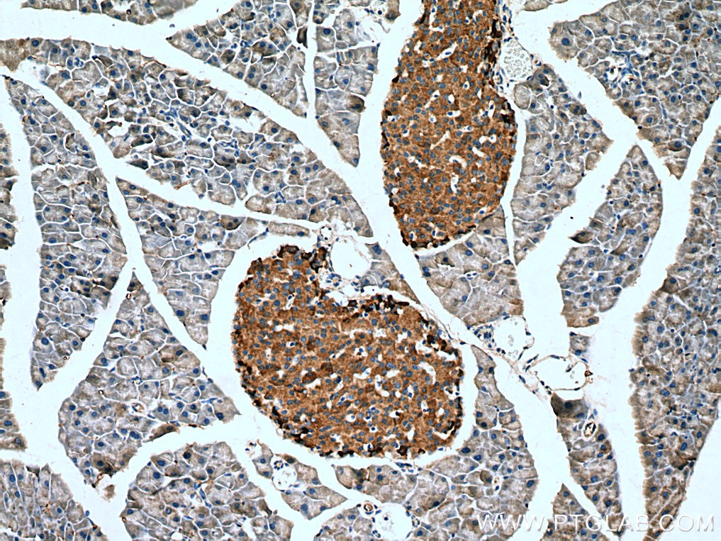 Immunohistochemistry (IHC) staining of mouse pancreas tissue using Chromogranin B Polyclonal antibody (14968-1-AP)