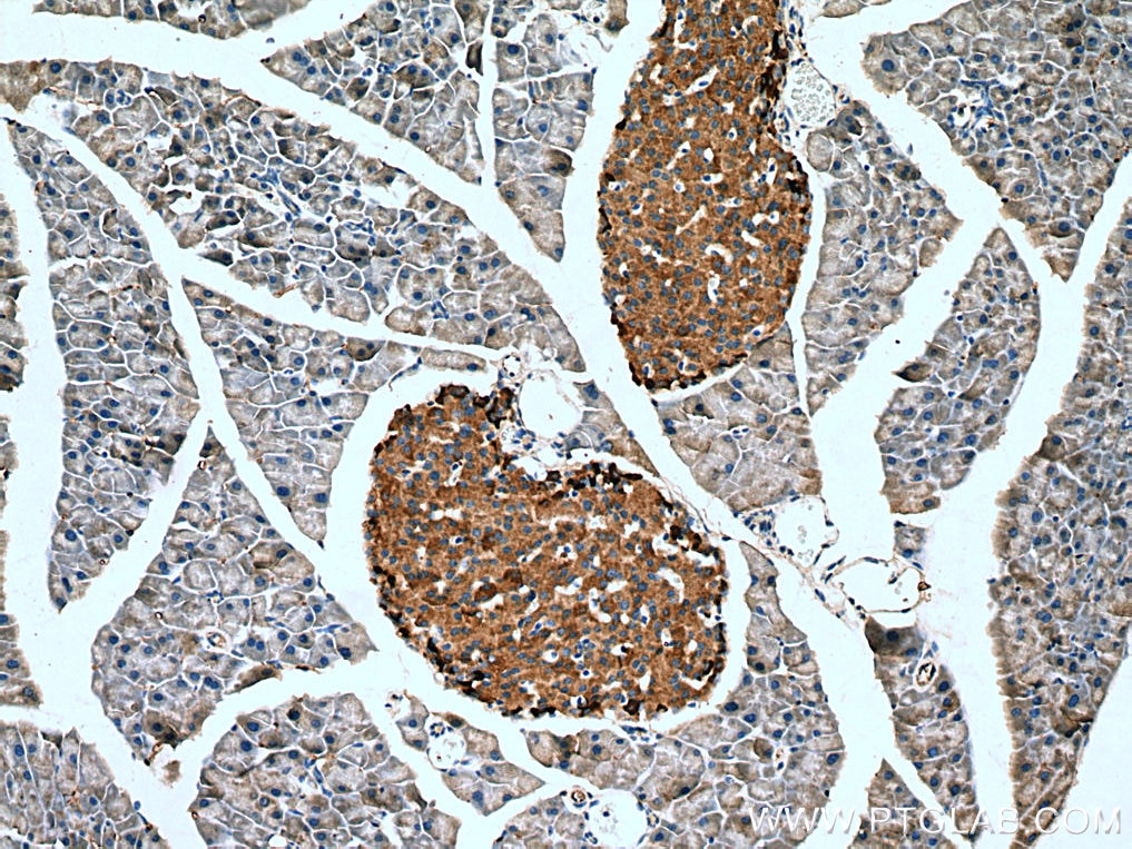 IHC staining of mouse pancreas using 14968-1-AP