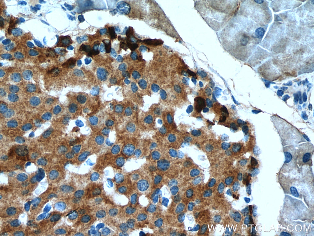 Immunohistochemistry (IHC) staining of mouse pancreas tissue using Chromogranin B Polyclonal antibody (14968-1-AP)