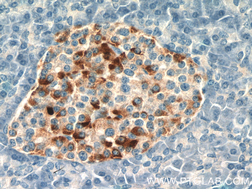 Immunohistochemistry (IHC) staining of human pancreas tissue using Chromogranin B Polyclonal antibody (14968-1-AP)