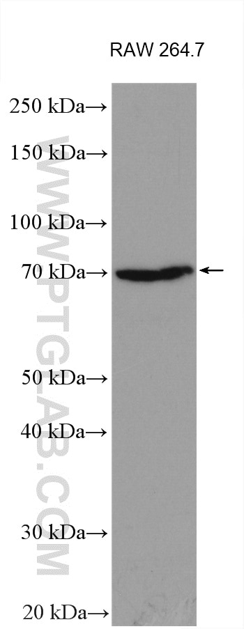 WB analysis using 14968-1-AP