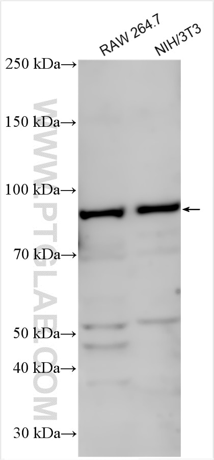 Western Blot (WB) analysis of various lysates using Chromogranin B Polyclonal antibody (14968-1-AP)