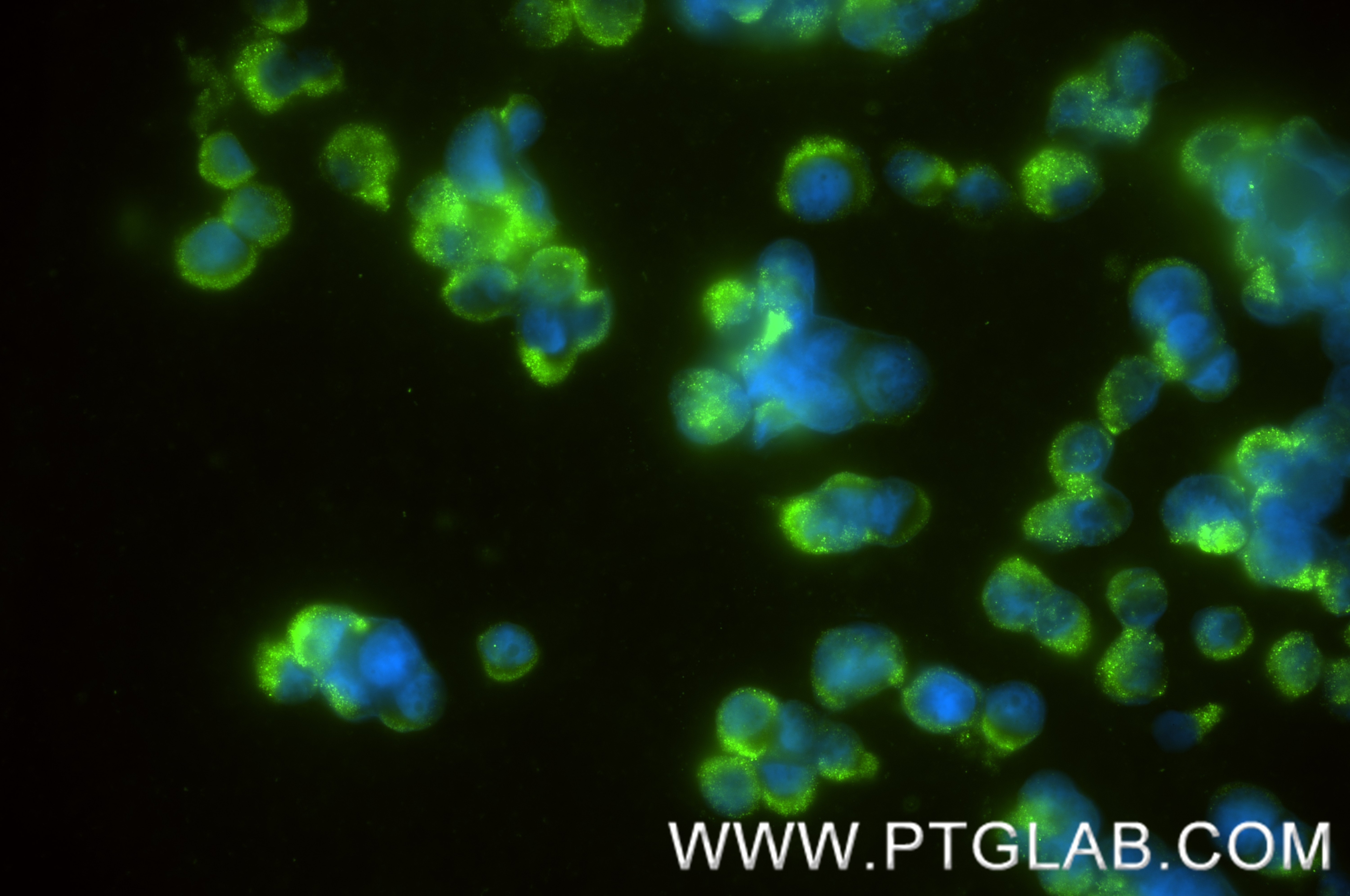 Immunofluorescence (IF) / fluorescent staining of PC-12 cells using CHGB Recombinant monoclonal antibody (85438-4-RR)