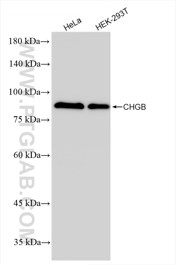 Western Blot (WB) analysis of various lysates using CHGB Recombinant antibody (85438-4-RR)