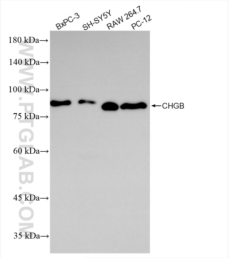 Western Blot (WB) analysis of various lysates using CHGB Recombinant antibody (85438-4-RR)