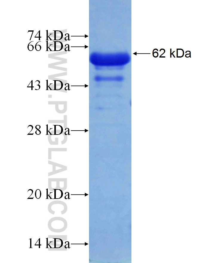 CHGB fusion protein Ag29920 SDS-PAGE