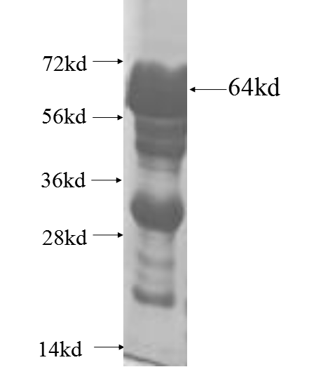 CHGB fusion protein Ag6833 SDS-PAGE