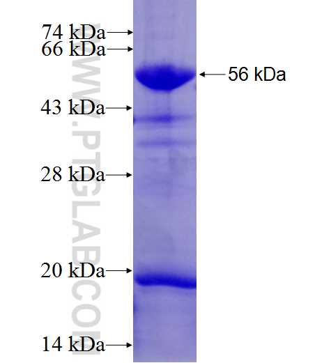 CHGB fusion protein Ag6841 SDS-PAGE