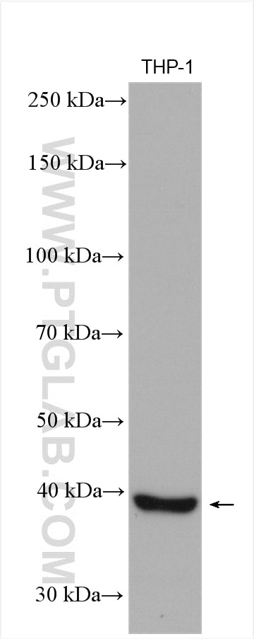 Western Blot (WB) analysis of THP-1 cells using CHI3L1/YKL40 Polyclonal antibody (12036-1-AP)