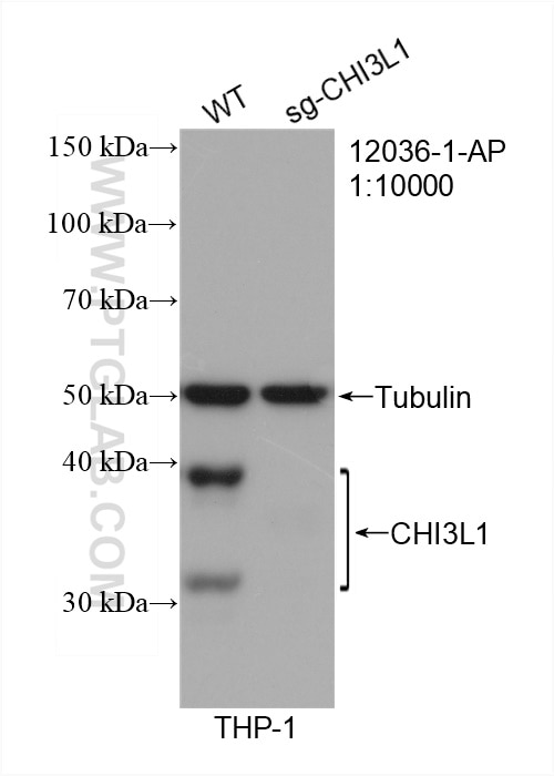 Western Blot (WB) analysis of THP-1 cells using CHI3L1/YKL40 Polyclonal antibody (12036-1-AP)