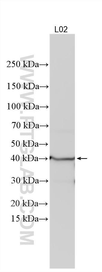 Western Blot (WB) analysis of various lysates using CHI3L1/YKL40 Polyclonal antibody (12036-1-AP)