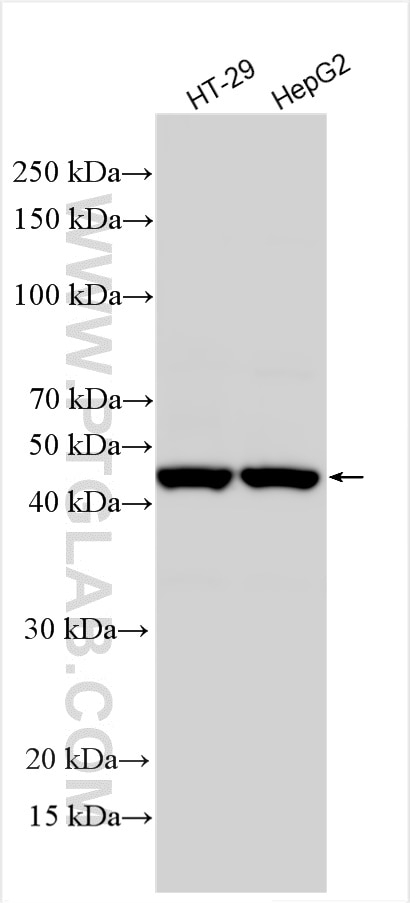 Western Blot (WB) analysis of various lysates using CHI3L1 Polyclonal antibody (30419-1-AP)
