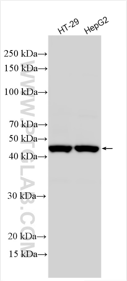 WB analysis using 30419-1-AP