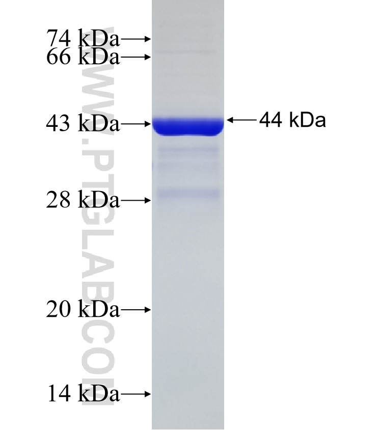 CHI3L1 fusion protein Ag33123 SDS-PAGE