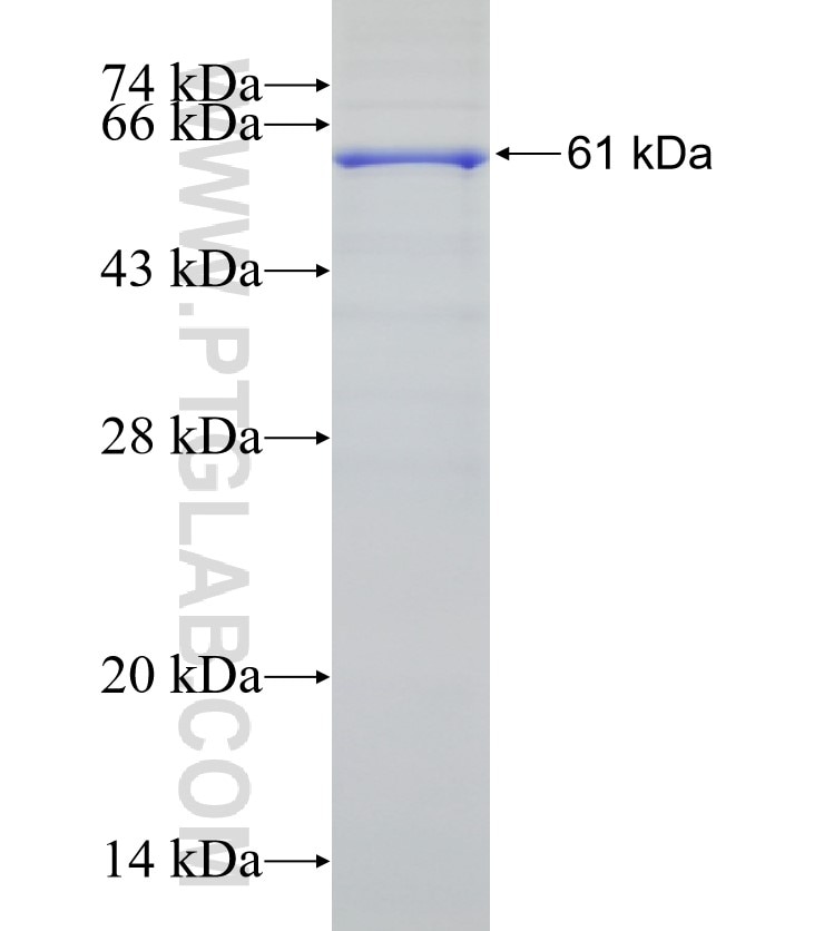 CHI3L1 fusion protein Ag2710 SDS-PAGE