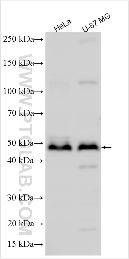 Western Blot (WB) analysis of various lysates using CHI3L2 Polyclonal antibody (27363-1-AP)
