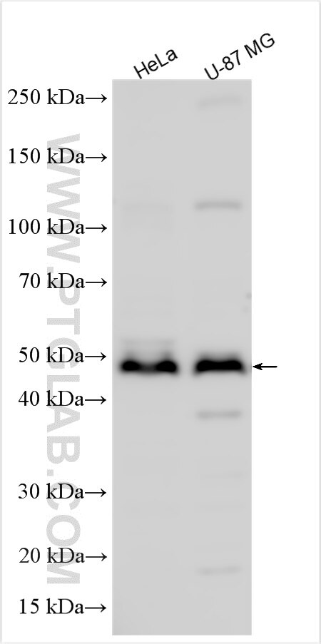 WB analysis using 27363-1-AP