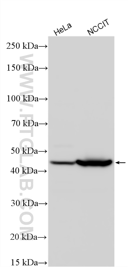 Western Blot (WB) analysis of various lysates using CHI3L2 Polyclonal antibody (27363-1-AP)