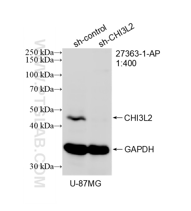 Western Blot (WB) analysis of U-87 MG cells using CHI3L2 Polyclonal antibody (27363-1-AP)