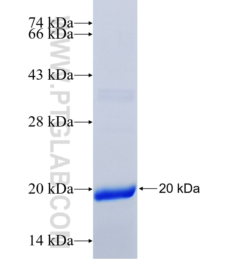 CHI3L2 fusion protein Ag26452 SDS-PAGE