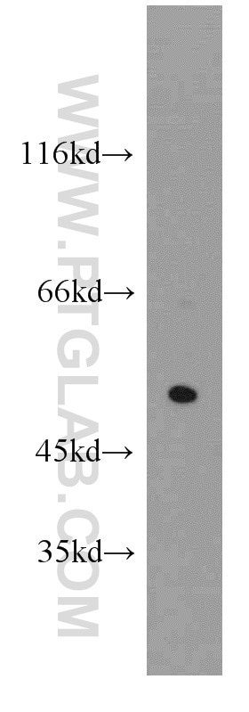 Western Blot (WB) analysis of mouse lung tissue using CHIA Polyclonal antibody (21484-1-AP)