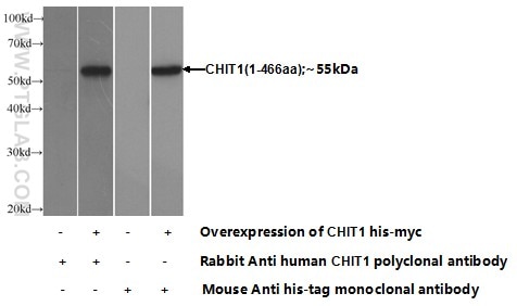 CHIT1