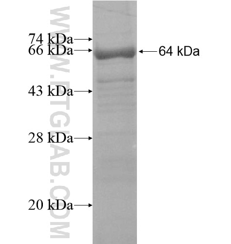 CHIT1 fusion protein Ag16039 SDS-PAGE