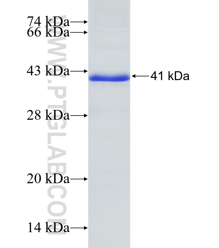 CHIT1 fusion protein Ag17242 SDS-PAGE