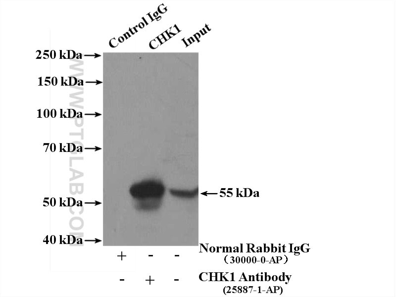 Immunoprecipitation (IP) experiment of HEK-293T cells using Chk1 Polyclonal antibody (25887-1-AP)