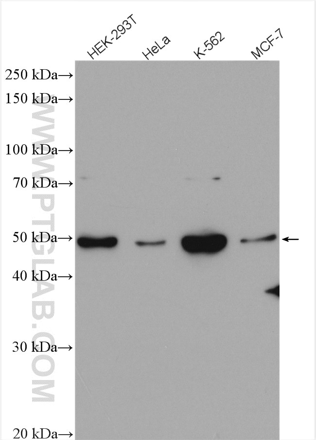 WB analysis using 25887-1-AP