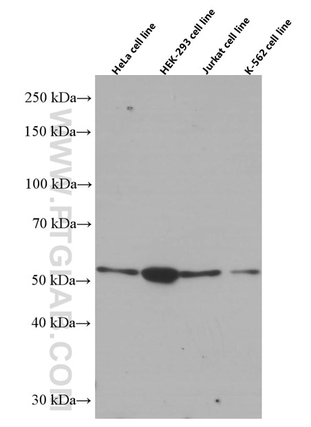 Western Blot (WB) analysis of various lysates using Chk1 Monoclonal antibody (60277-1-Ig)