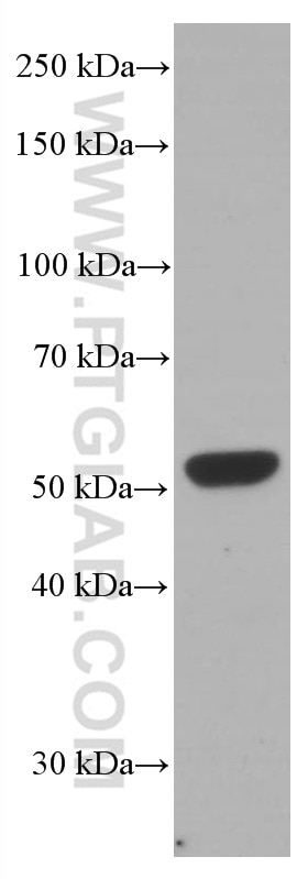 Western Blot (WB) analysis of NIH/3T3 cells using Chk1 Monoclonal antibody (60277-1-Ig)