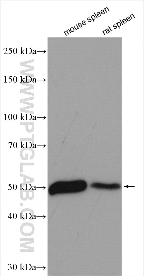 Western Blot (WB) analysis of various lysates using Choline Kinase Alpha Polyclonal antibody (13520-1-AP)