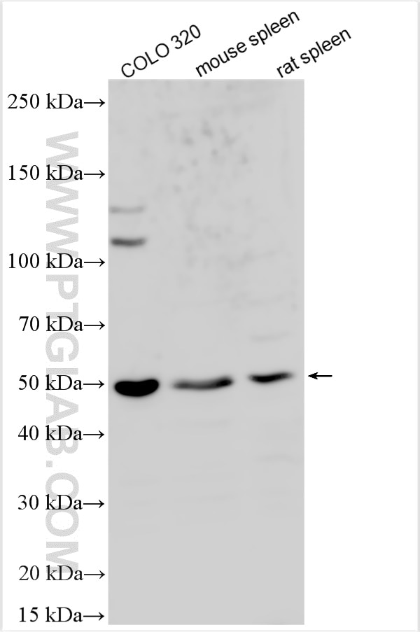 Western Blot (WB) analysis of various lysates using Choline Kinase Alpha Polyclonal antibody (13520-1-AP)