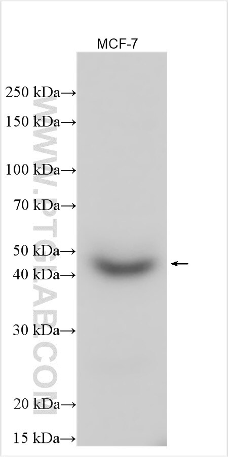 Western Blot (WB) analysis of various lysates using CHKB Polyclonal antibody (22066-1-AP)