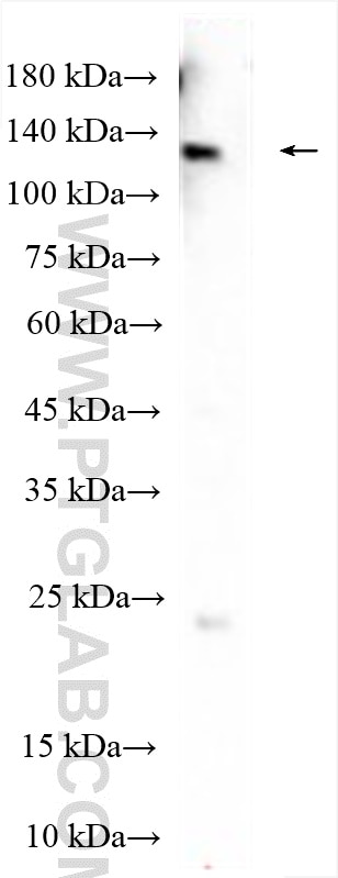 WB analysis of COS-7 using 25250-1-AP