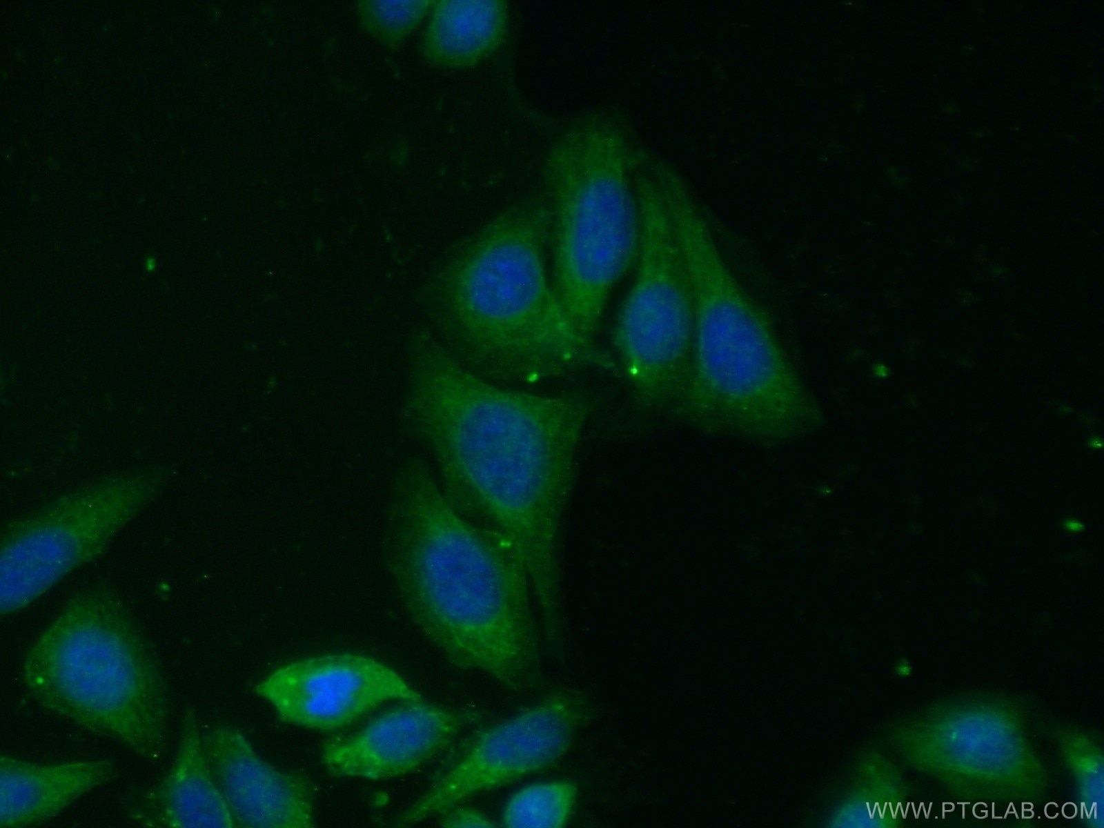 Immunofluorescence (IF) / fluorescent staining of HepG2 cells using CHMP1A Polyclonal antibody (15761-1-AP)