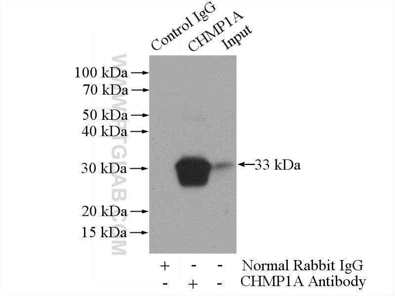 Immunoprecipitation (IP) experiment of HEK-293 cells using CHMP1A Polyclonal antibody (15761-1-AP)