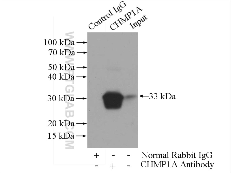 CHMP1A Polyclonal antibody