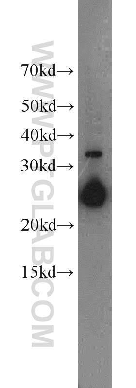 Western Blot (WB) analysis of HEK-293 cells using CHMP1A Polyclonal antibody (15761-1-AP)