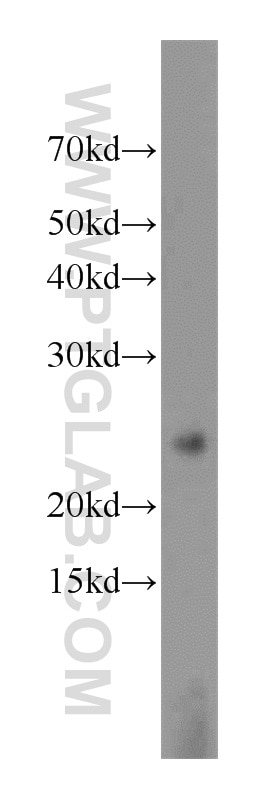 Western Blot (WB) analysis of mouse lung tissue using CHMP1A Polyclonal antibody (15761-1-AP)